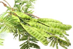 لوبیا تلخ